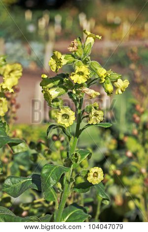 Nicotiana Rustica