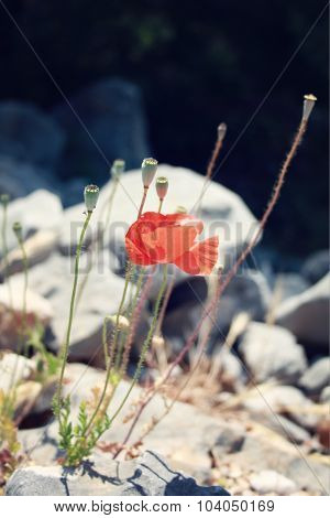 Poppy Flowers Along The Lycian Way - Retro Effect.