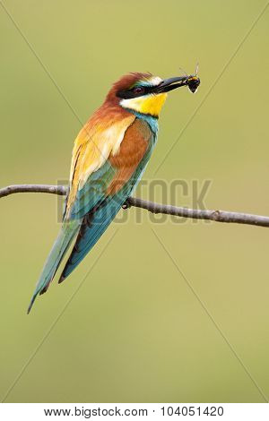 European Bee-eater With A Bee In A Beak