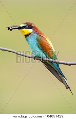 European Bee-eater With A Bee In A Beak