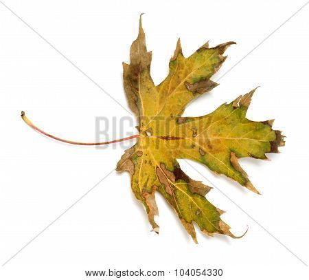 Autumn Dry Leaf