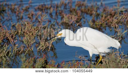 Snowy Egret
