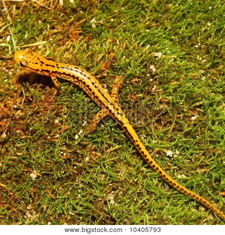 Långstjärtade Salamander (Långsvansad bäcksalamander)