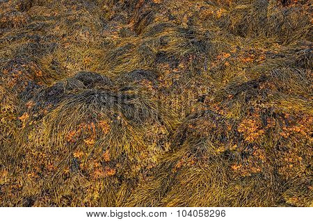 Closeup Of Brown Seaweed At Low Tide