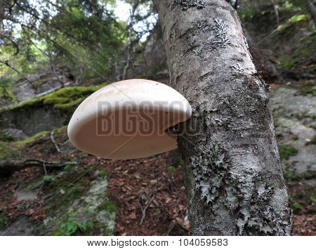 Birch Polypore - Piptoporus betulinus