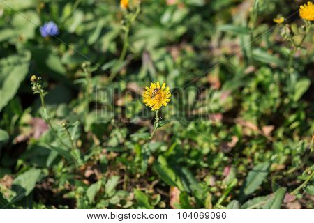 Bee In Flower