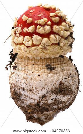 Amanita poisonous mushroom, isolated