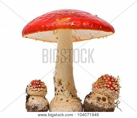 Amanita poisonous mushroom, isolated