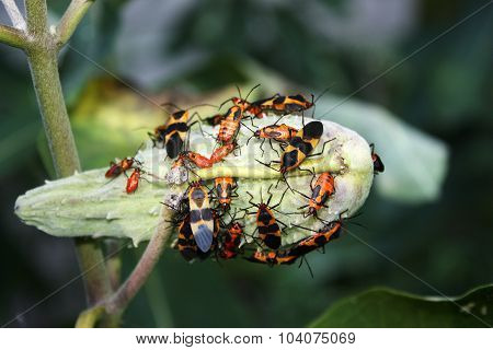 Large Milkweed Bugs on a Milkweed Seed Pod