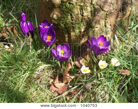 Crocusses