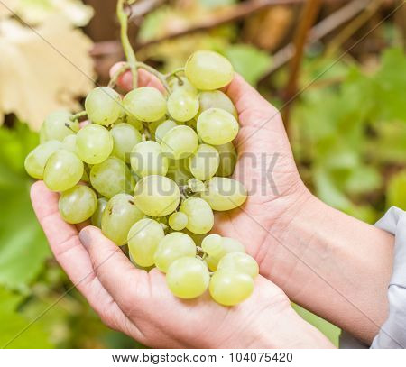 Bunch of white grapes on the vine. Bunches are upheld with woman's hands.