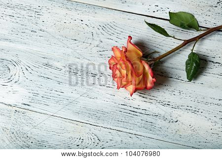 Red rose on white wooden background