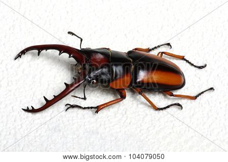 Stag beetle isolated on background