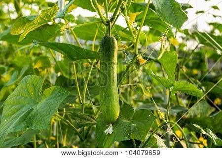 Green Cucumber In Field