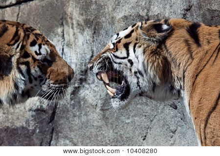 Tigers