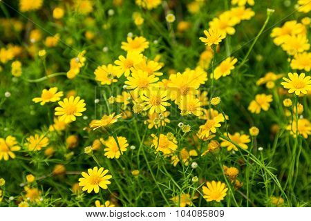 Dahlberg Daisy