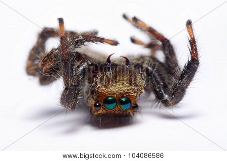 Close-up Of A Jumping Spider.