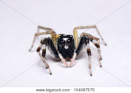 Close-up Of A Jumping Spider.