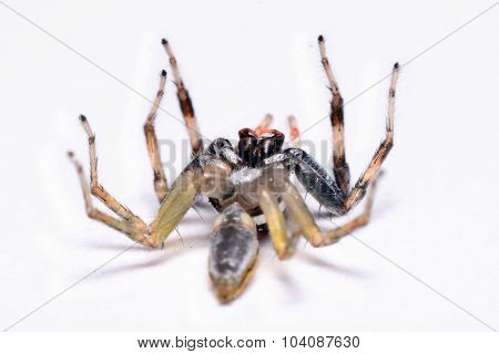 Close-up Of A Jumping Spider.