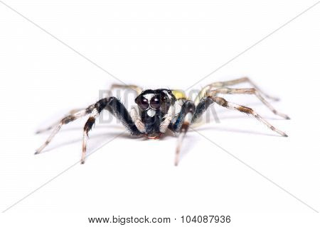 Close-up Of A Jumping Spider.