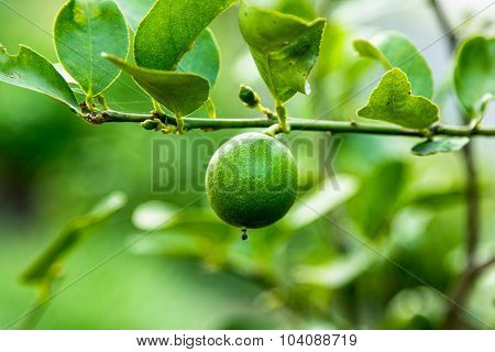 Lemon On Branch