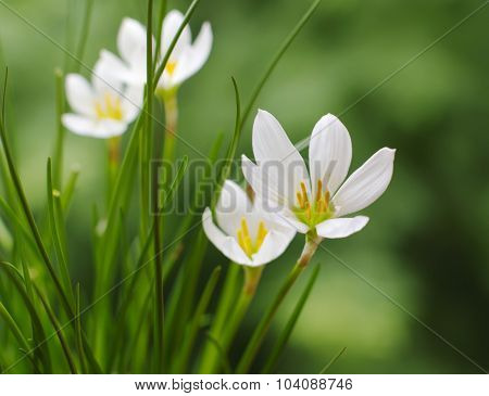Flowers Rain lily  closeup