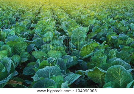 Collard Green Field