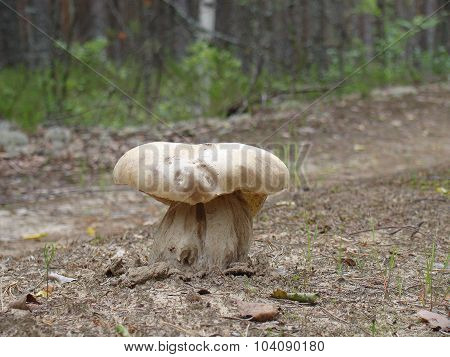 mushroom in the middle of road