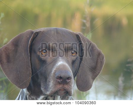 dog German shorthaired pointer