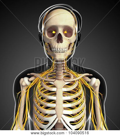 Male Ribcage And Nervous System Artwork