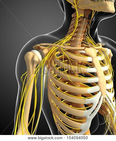 Nervous System And Male Ribcage Artwork