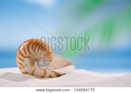 nautilus shell on white sandy beach sand under the sun light, shallow dof