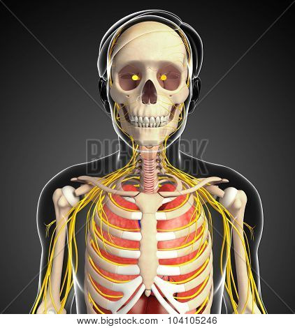 Male Skeleton With Nervous And Digestive System Artwork