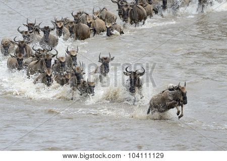 Wildebeest migration