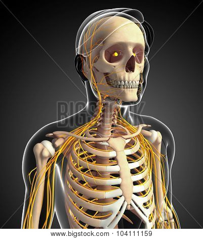 Male Ribcage And Nervous System Artwork