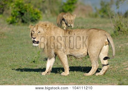 Lion (Panthera leo)