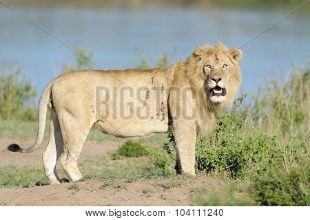 Lion (Panthera leo)