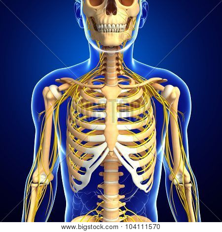 Male Ribcage And Nervous System Artwork