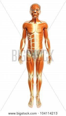 male muscles anatomy