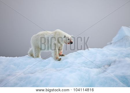 Polar bear in natural environment 
 