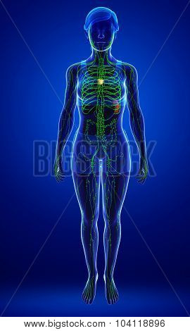 Lymphatic System Of  Female Body