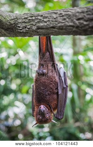 Bat