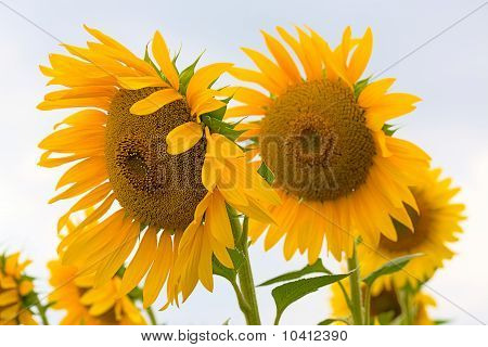 Bloeiende zonnebloemen