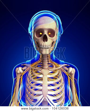 Female Ribcage And Nervous System Artwork