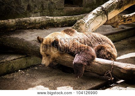 Russian bear
