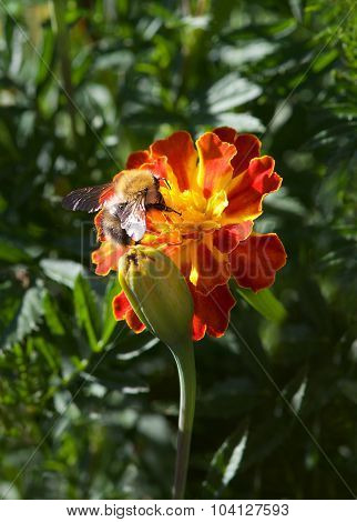 Orange Tagete flowers in the garden close up in blur colorful background, spring background, tagete