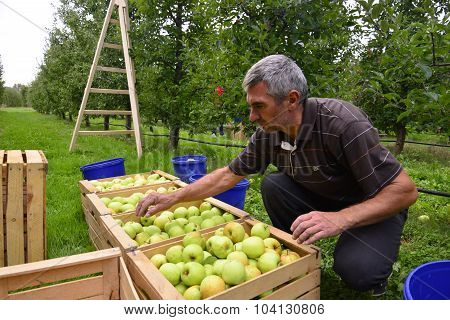 RESEN MACEDONIA. 02 OCTOBER 2015- Man and woman picking apples in the orchard in Resen Macedonia
