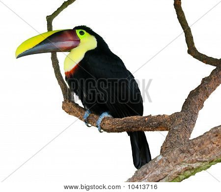 Eristetty toucan