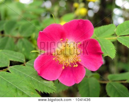 Eglantine