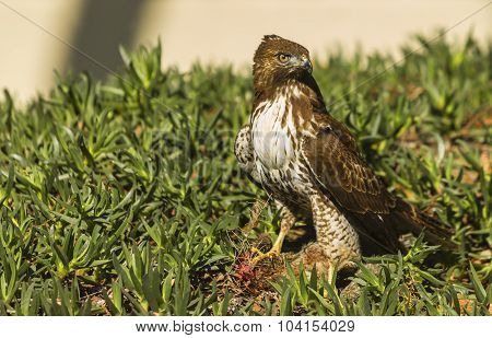 Young Red Tailed Hawk With Prey
